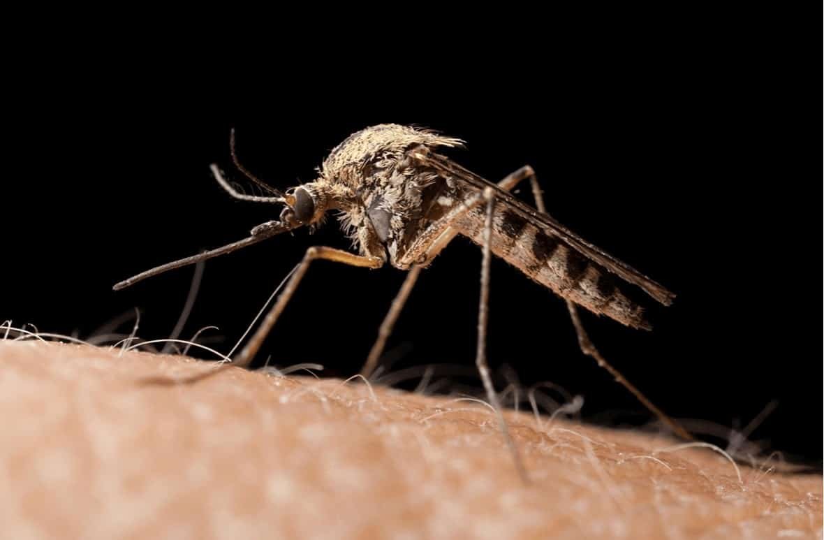 7 Simple Mosquito Prevention Tips For Your Home